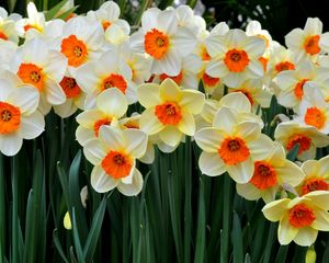 Preview wallpaper daffodils, flowers, flowerbed, spring mood