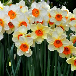 Preview wallpaper daffodils, flowers, flowerbed, spring mood