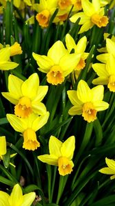 Preview wallpaper daffodils, flowers, flowerbed, spring