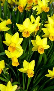 Preview wallpaper daffodils, flowers, flowerbed, spring