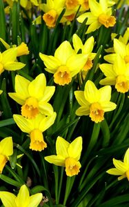 Preview wallpaper daffodils, flowers, flowerbed, spring