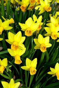 Preview wallpaper daffodils, flowers, flowerbed, spring