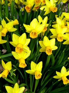 Preview wallpaper daffodils, flowers, flowerbed, spring