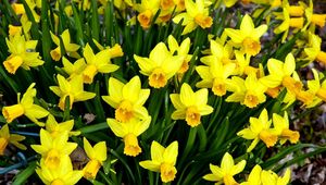 Preview wallpaper daffodils, flowers, flowerbed, spring