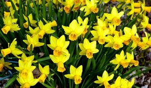 Preview wallpaper daffodils, flowers, flowerbed, spring