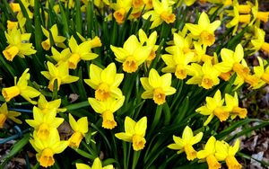 Preview wallpaper daffodils, flowers, flowerbed, spring