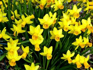 Preview wallpaper daffodils, flowers, flowerbed, spring