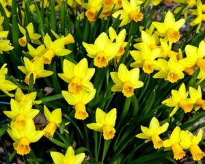 Preview wallpaper daffodils, flowers, flowerbed, spring