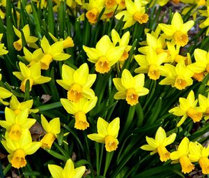 Preview wallpaper daffodils, flowers, flowerbed, spring