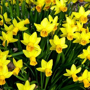 Preview wallpaper daffodils, flowers, flowerbed, spring