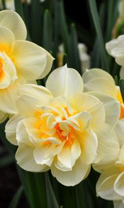 Preview wallpaper daffodils, flowers, flowing, flowerbed, spring