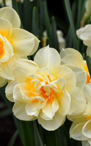 Preview wallpaper daffodils, flowers, flowing, flowerbed, spring