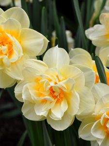 Preview wallpaper daffodils, flowers, flowing, flowerbed, spring