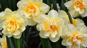 Preview wallpaper daffodils, flowers, flowing, flowerbed, spring