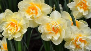 Preview wallpaper daffodils, flowers, flowing, flowerbed, spring