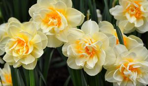 Preview wallpaper daffodils, flowers, flowing, flowerbed, spring