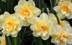 Preview wallpaper daffodils, flowers, flowing, flowerbed, spring