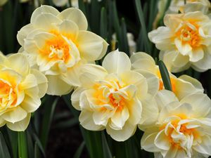 Preview wallpaper daffodils, flowers, flowing, flowerbed, spring