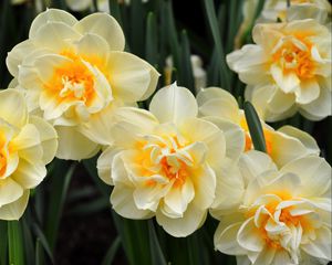 Preview wallpaper daffodils, flowers, flowing, flowerbed, spring