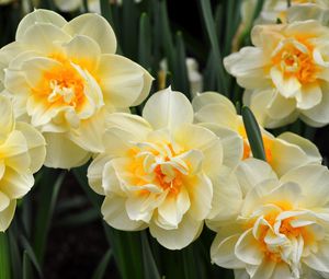 Preview wallpaper daffodils, flowers, flowing, flowerbed, spring
