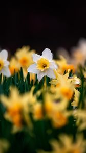 Preview wallpaper daffodils, flowers, focus, macro