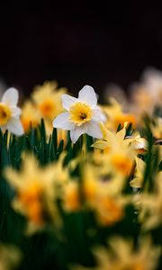 Preview wallpaper daffodils, flowers, focus, macro