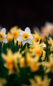 Preview wallpaper daffodils, flowers, focus, macro