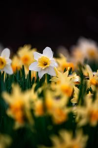 Preview wallpaper daffodils, flowers, focus, macro