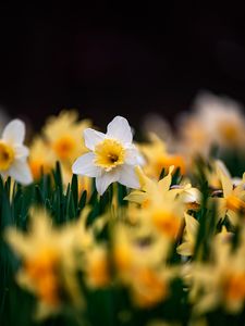 Preview wallpaper daffodils, flowers, focus, macro