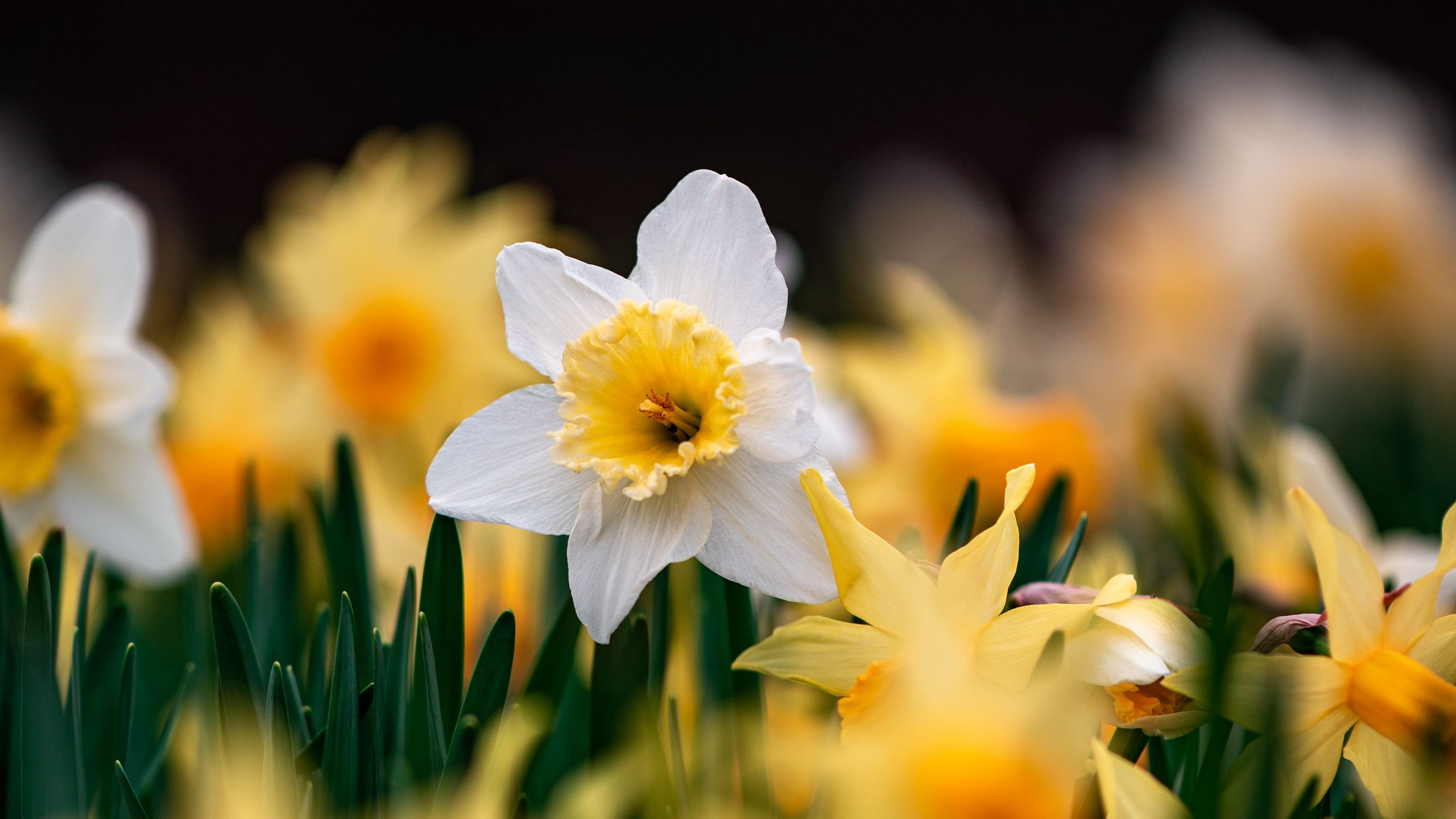 Download wallpaper 2560x1440 daffodils, flowers, focus, macro ...