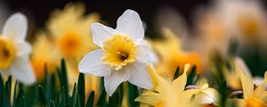 Preview wallpaper daffodils, flowers, focus, macro