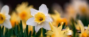 Preview wallpaper daffodils, flowers, focus, macro