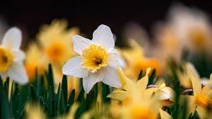 Preview wallpaper daffodils, flowers, focus, macro