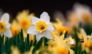 Preview wallpaper daffodils, flowers, focus, macro