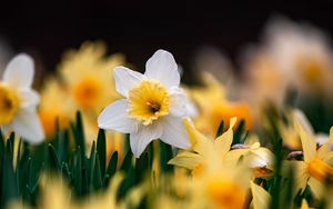 Preview wallpaper daffodils, flowers, focus, macro