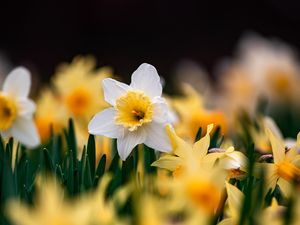 Preview wallpaper daffodils, flowers, focus, macro