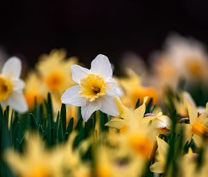 Preview wallpaper daffodils, flowers, focus, macro