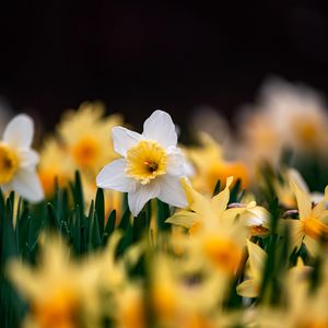 Preview wallpaper daffodils, flowers, focus, macro