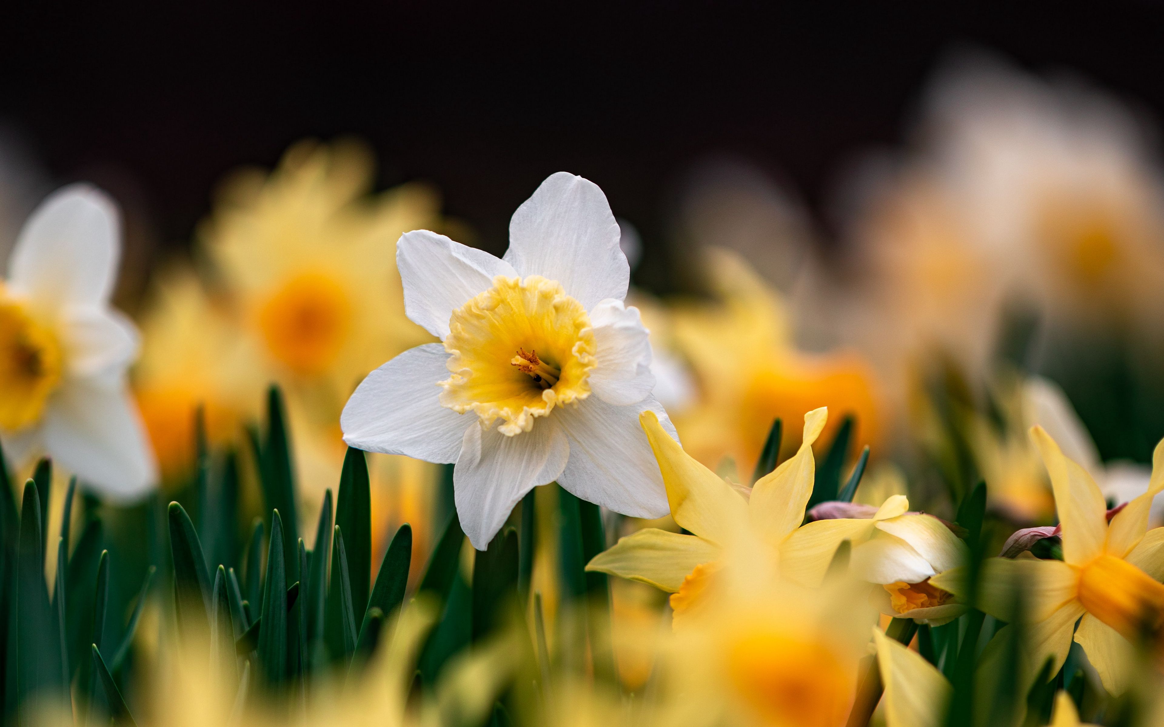 Download wallpaper 3840x2400 daffodils, flowers, focus, macro 4k ultra ...