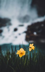 Preview wallpaper daffodils, flowers, grass, blur