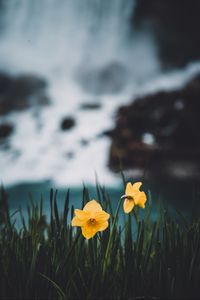 Preview wallpaper daffodils, flowers, grass, blur