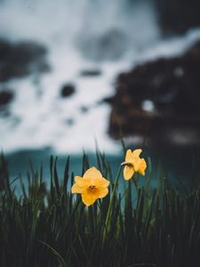 Preview wallpaper daffodils, flowers, grass, blur