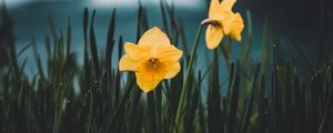 Preview wallpaper daffodils, flowers, grass, blur