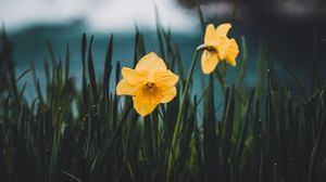 Preview wallpaper daffodils, flowers, grass, blur