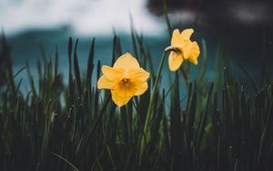 Preview wallpaper daffodils, flowers, grass, blur