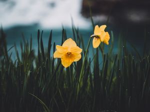 Preview wallpaper daffodils, flowers, grass, blur