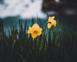 Preview wallpaper daffodils, flowers, grass, blur