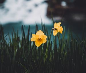 Preview wallpaper daffodils, flowers, grass, blur