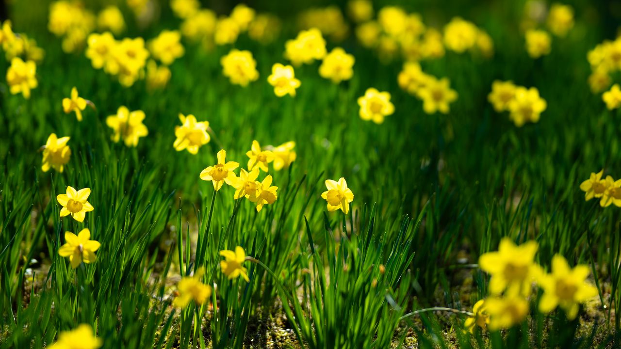 Wallpaper daffodils, flowers, grass, plants