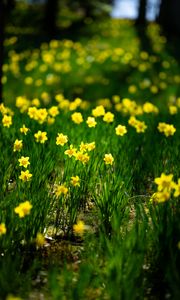 Preview wallpaper daffodils, flowers, grass, plants